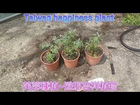 芙蓉擺放位置|芙蓉種植風水：農曆何日最吉祥？